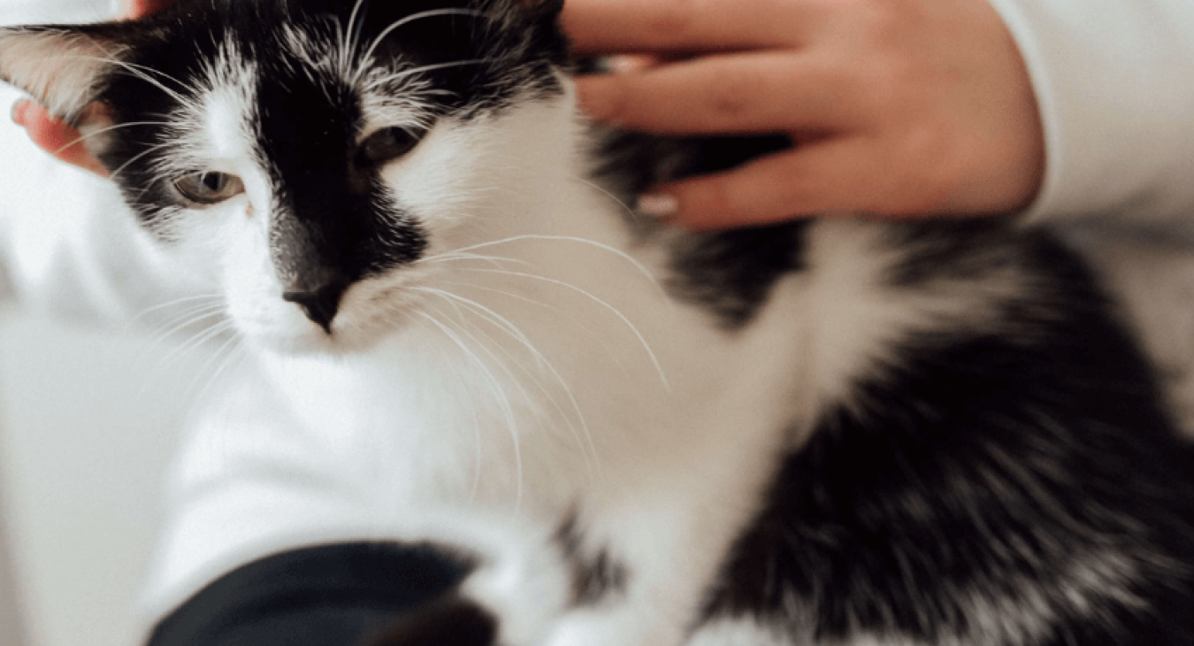 Bien protéger son chat contre les puces