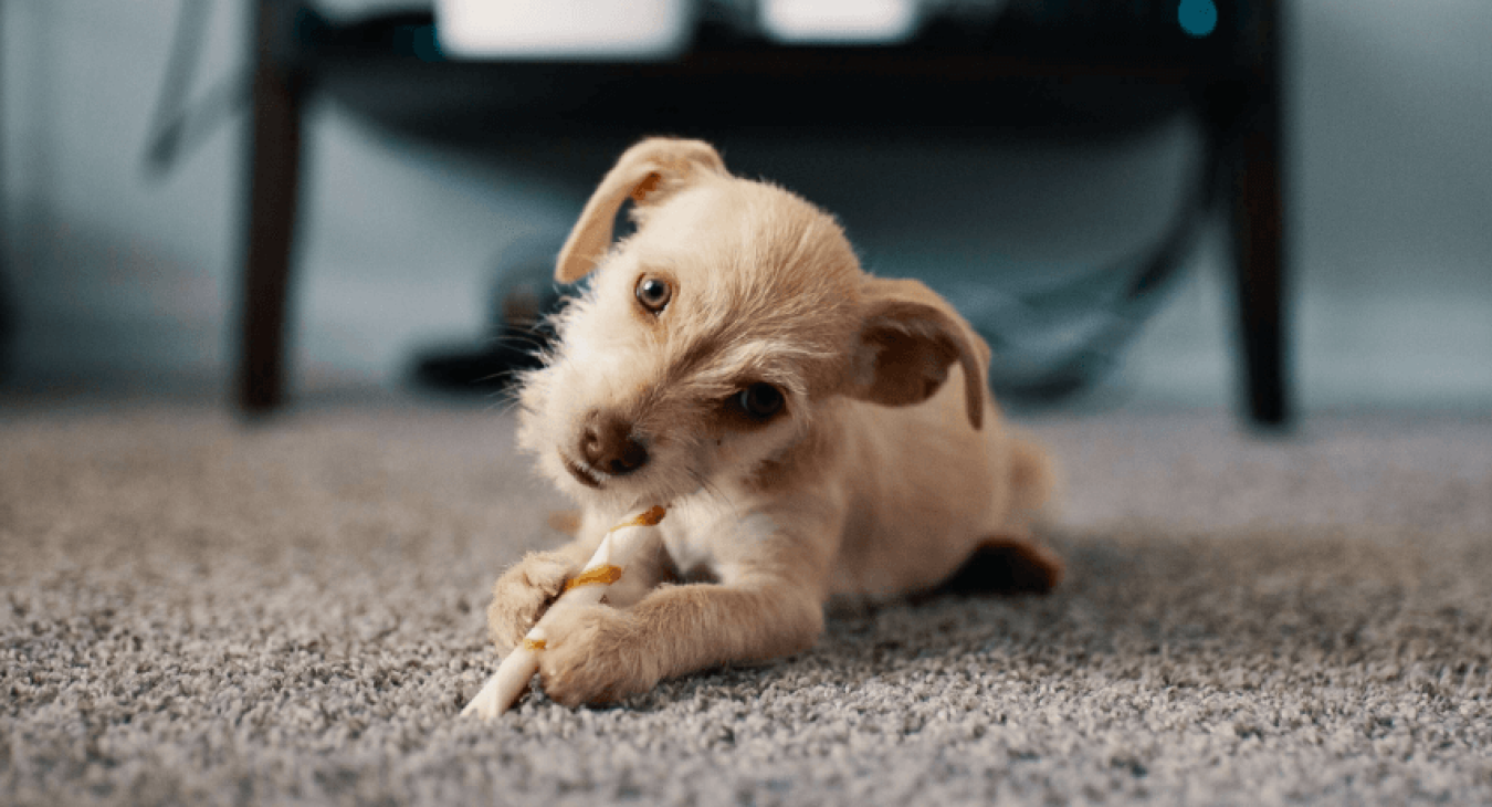 Tout savoir sur la psychologie du chien