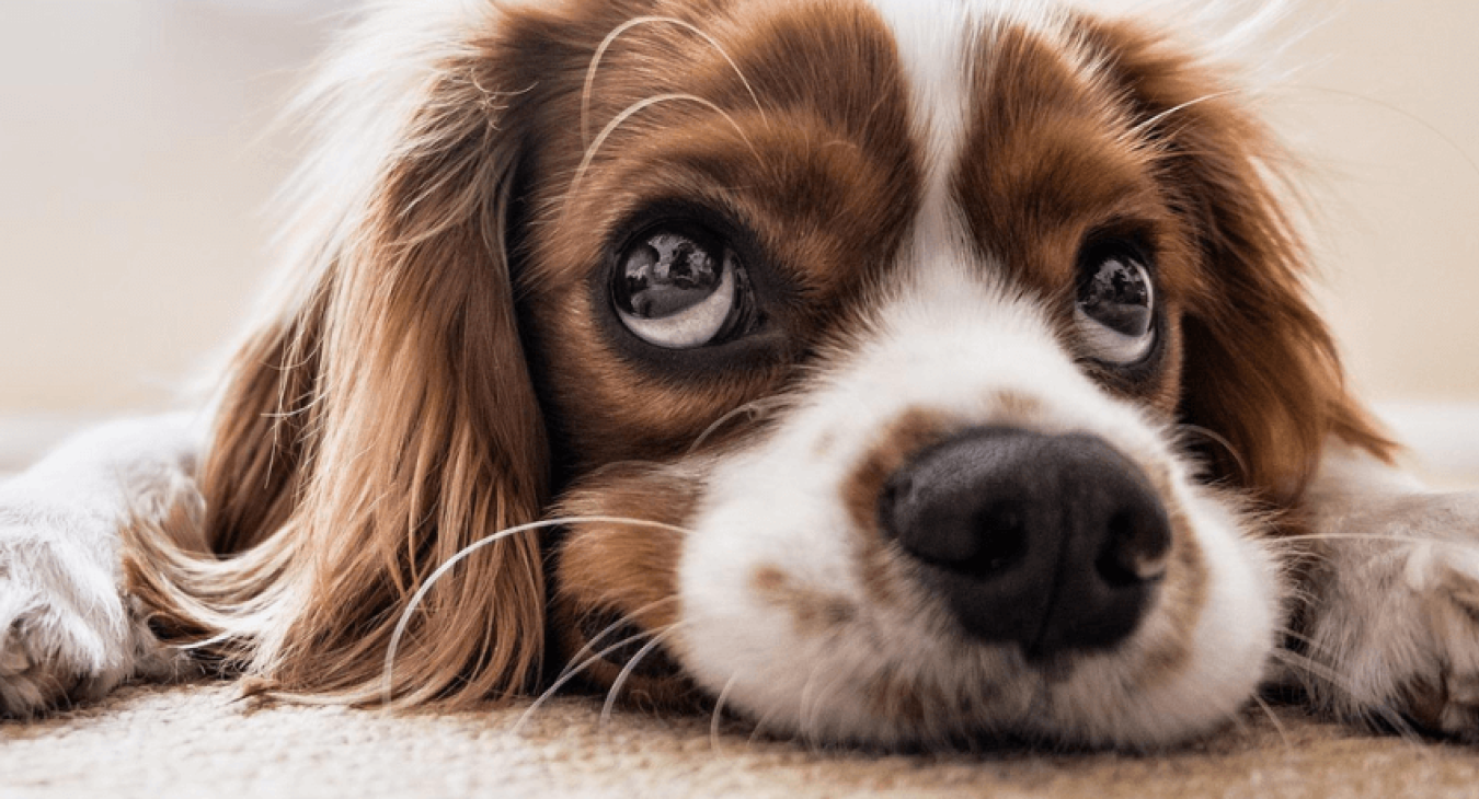 Comment punir son chien de façon intelligente ?