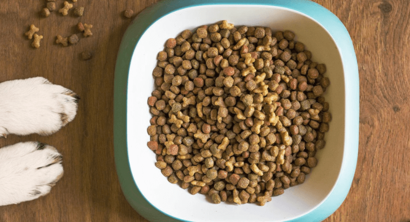 Comment s’assurer de la bonne qualité des croquettes pour chiens ?