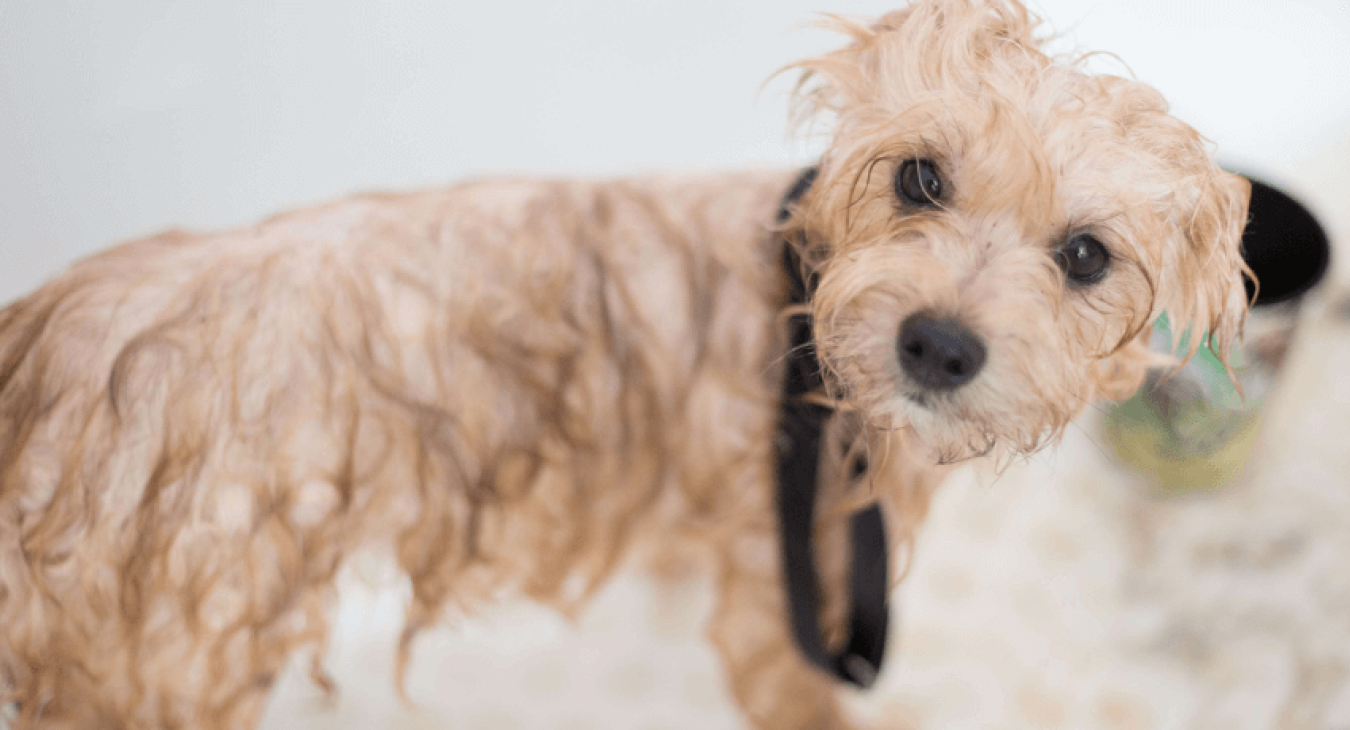 Le toilettage du chien : quand et comment laver son animal