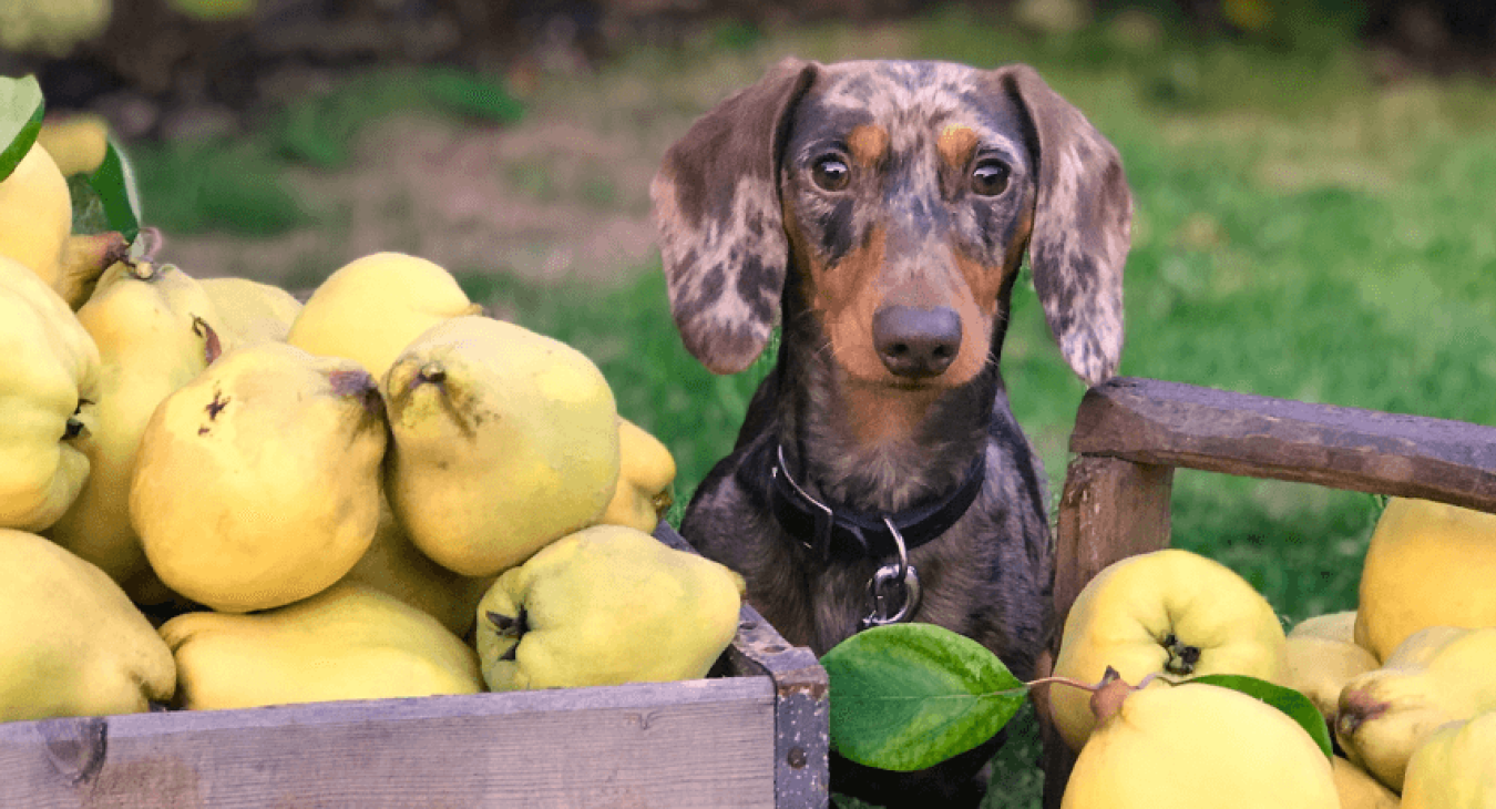 Quels fruits et légumes donner à son chien ?