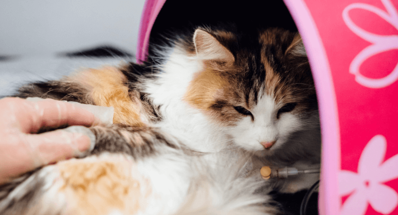 Rage du chat : symptômes, traitements et prévention 