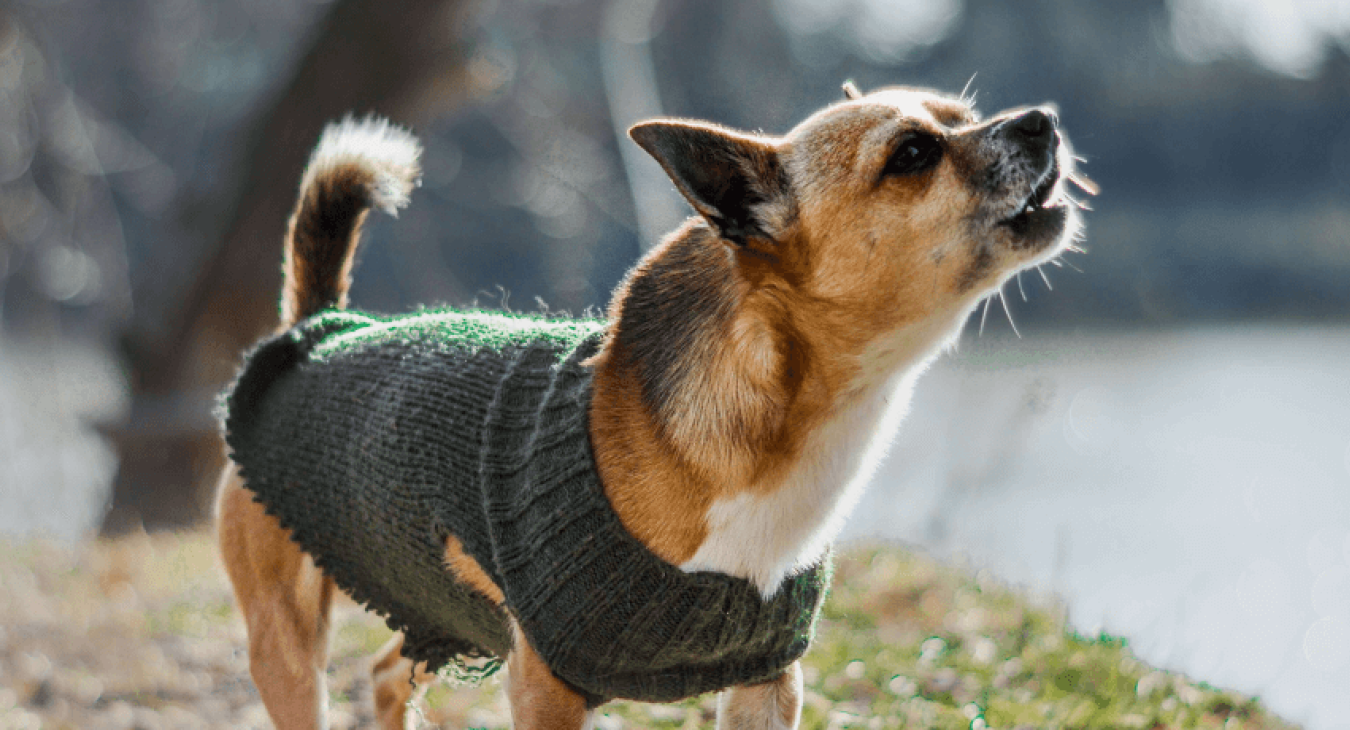 Comment rassurer un chien qui aboie quand il est seul ?