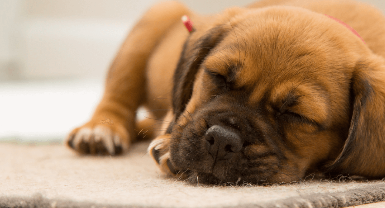 Reconnaître les maladies infectieuses du chien