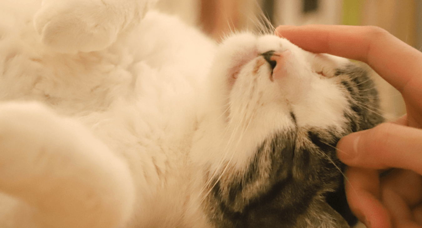 Mon chat et moi : relations et complicités