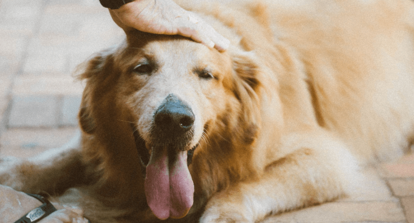 Reproduction et stérilisation du chien : les conseils à suivre