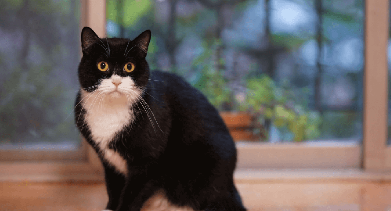 Quels sont les principaux répulsifs naturels pour chat ?