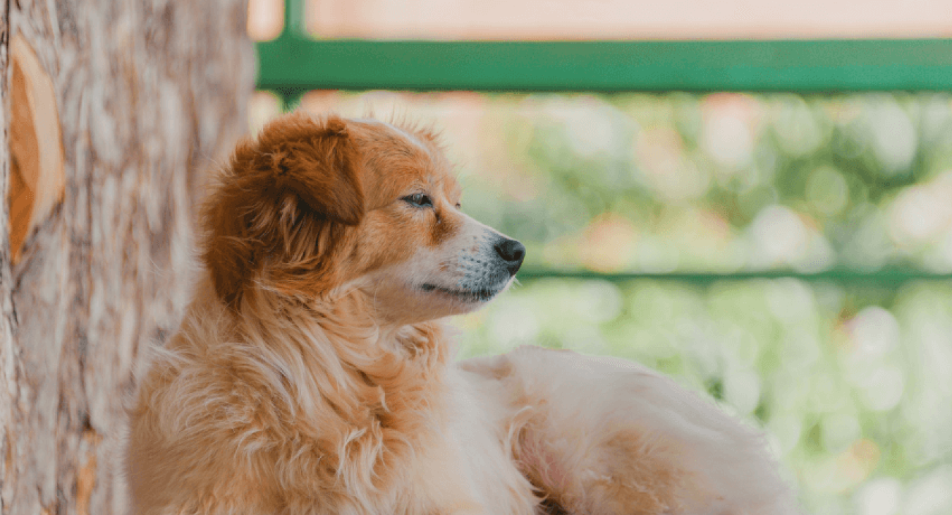 Quels répulsifs naturels pour éloigner les chiens ?
