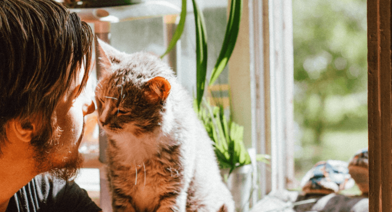 Comment réussir un déménagement avec un chat ?