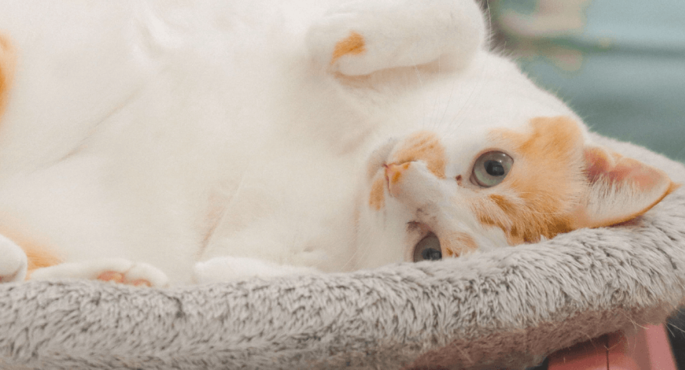 Rhume du chat : comment le soigner ?
