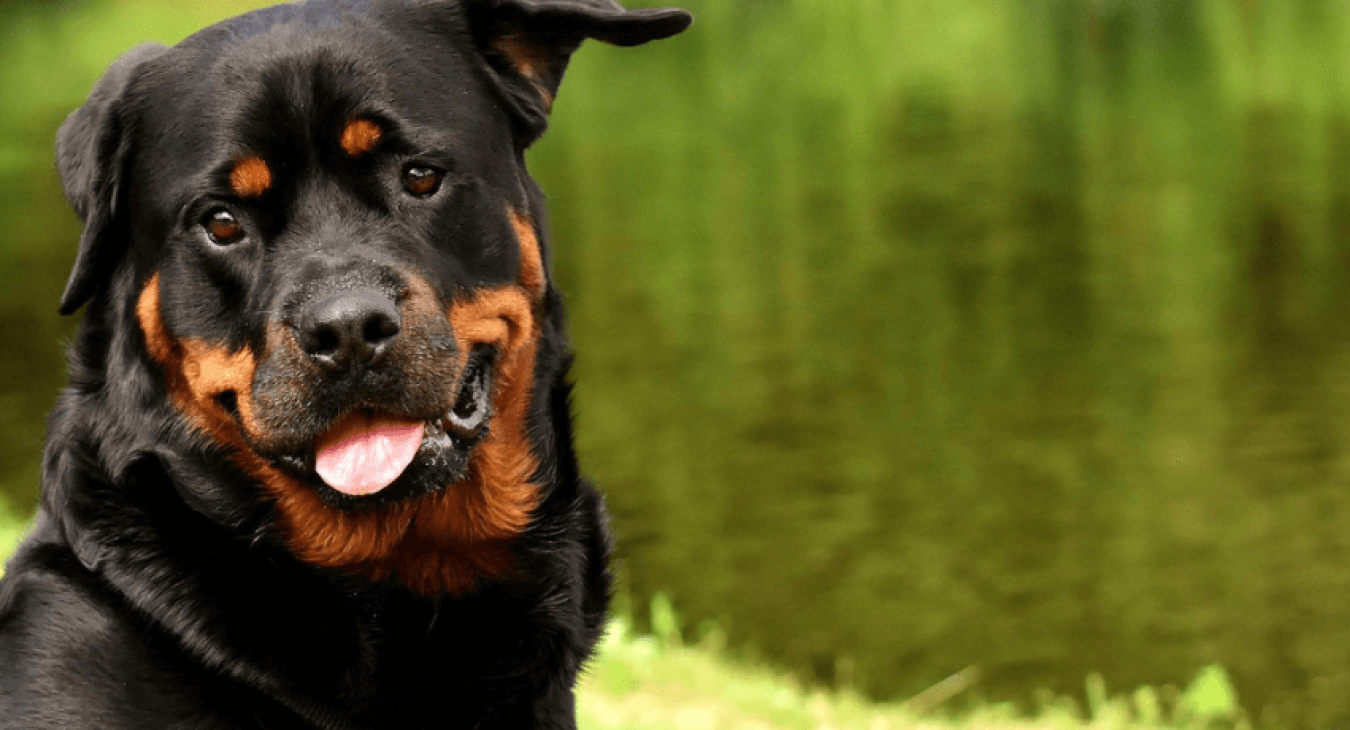 Tout savoir sur le Rottweiler