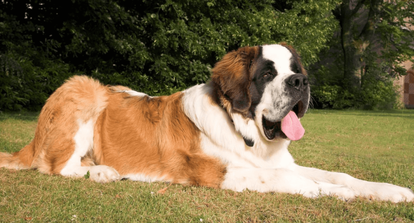 Saint Bernard