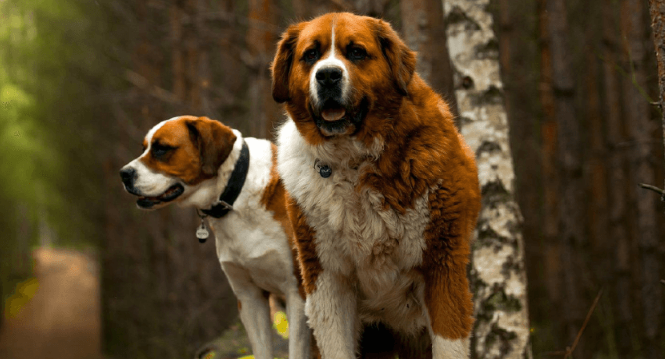 Chien qui aime le froid : zoom sur les races de chiens nordiques