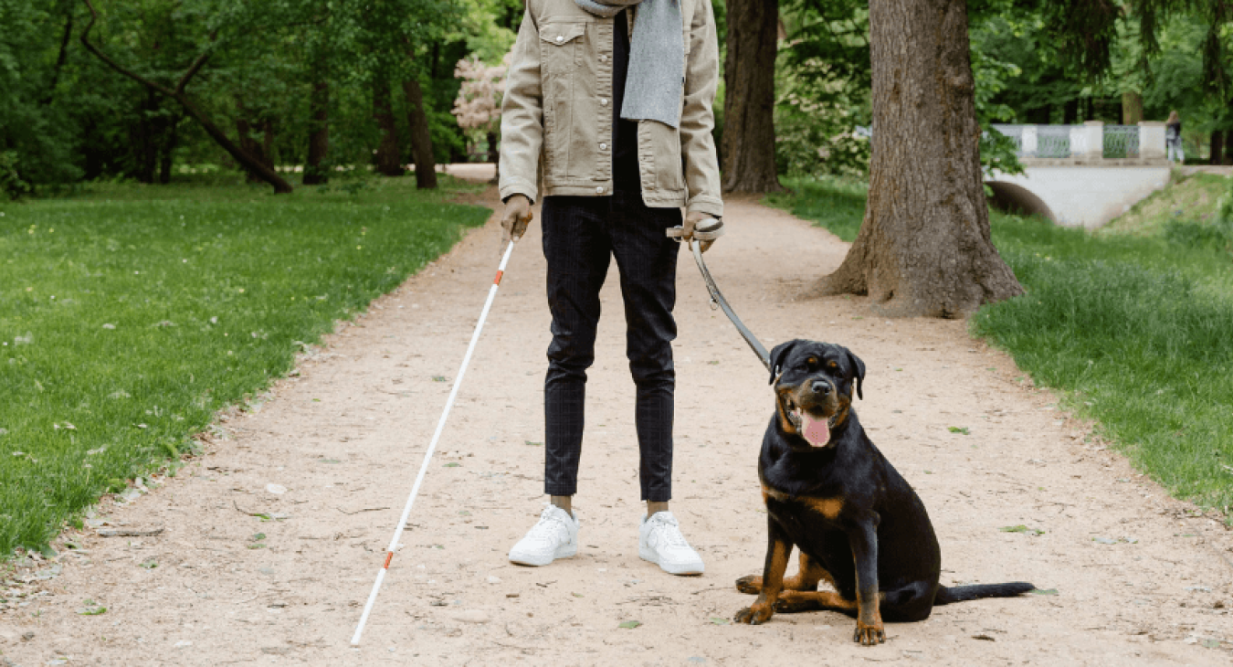 Comment est sélectionné un chien guide d’aveugle ?