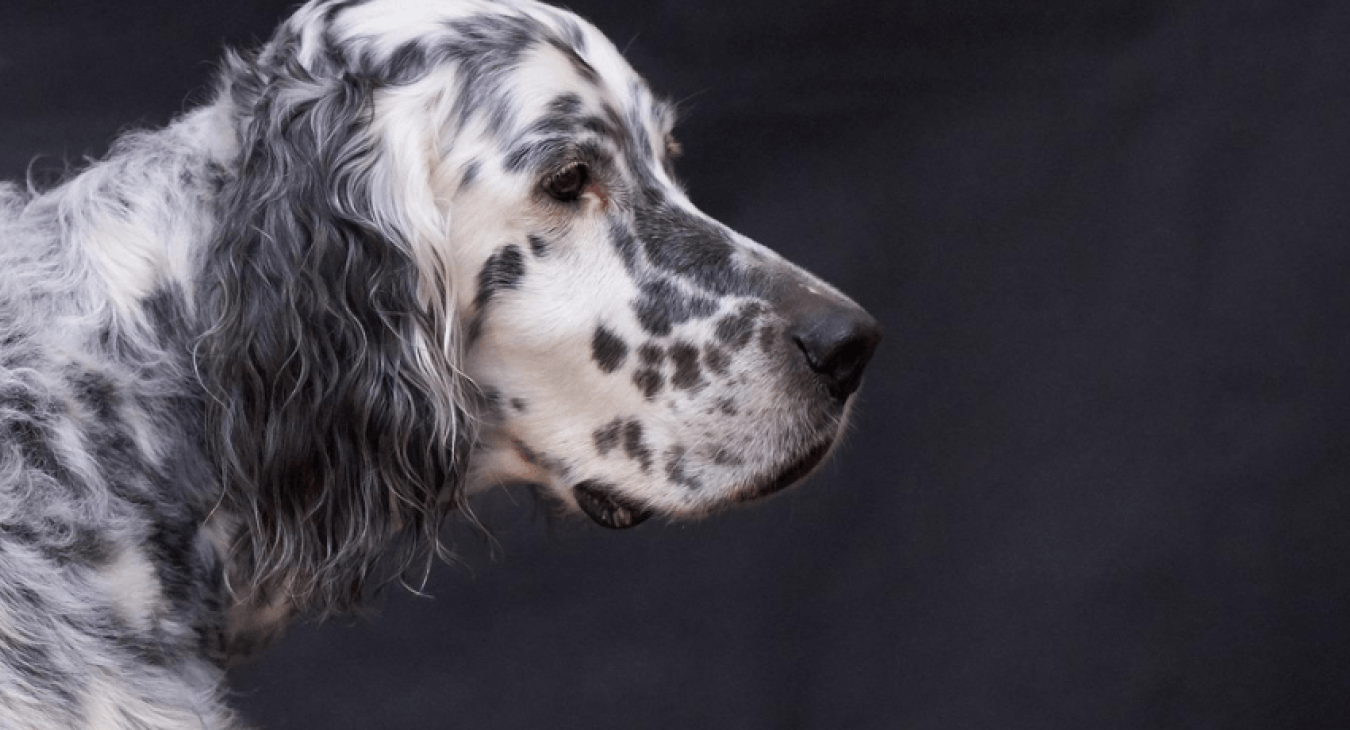 Le setter anglais