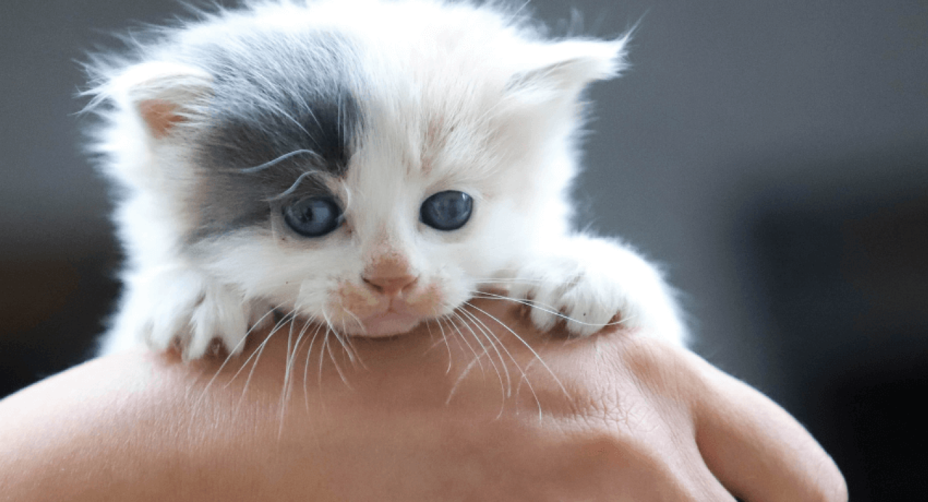 Les différentes étapes du sevrage chez le chaton