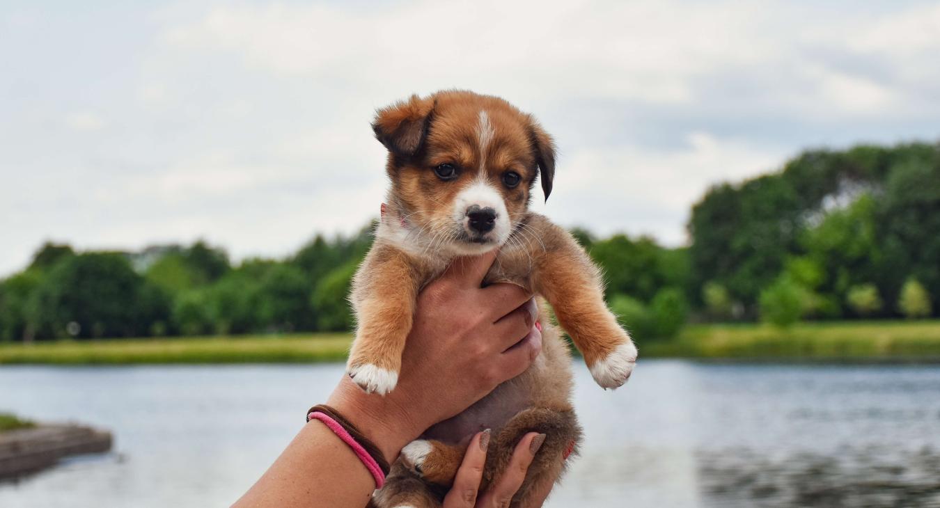 Comment bien accompagner le sevrage d’un chiot ?