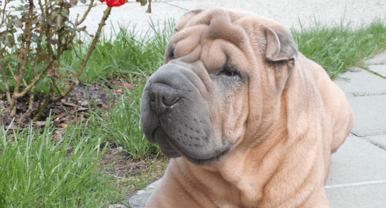 Tout savoir sur le Shar-peï ?