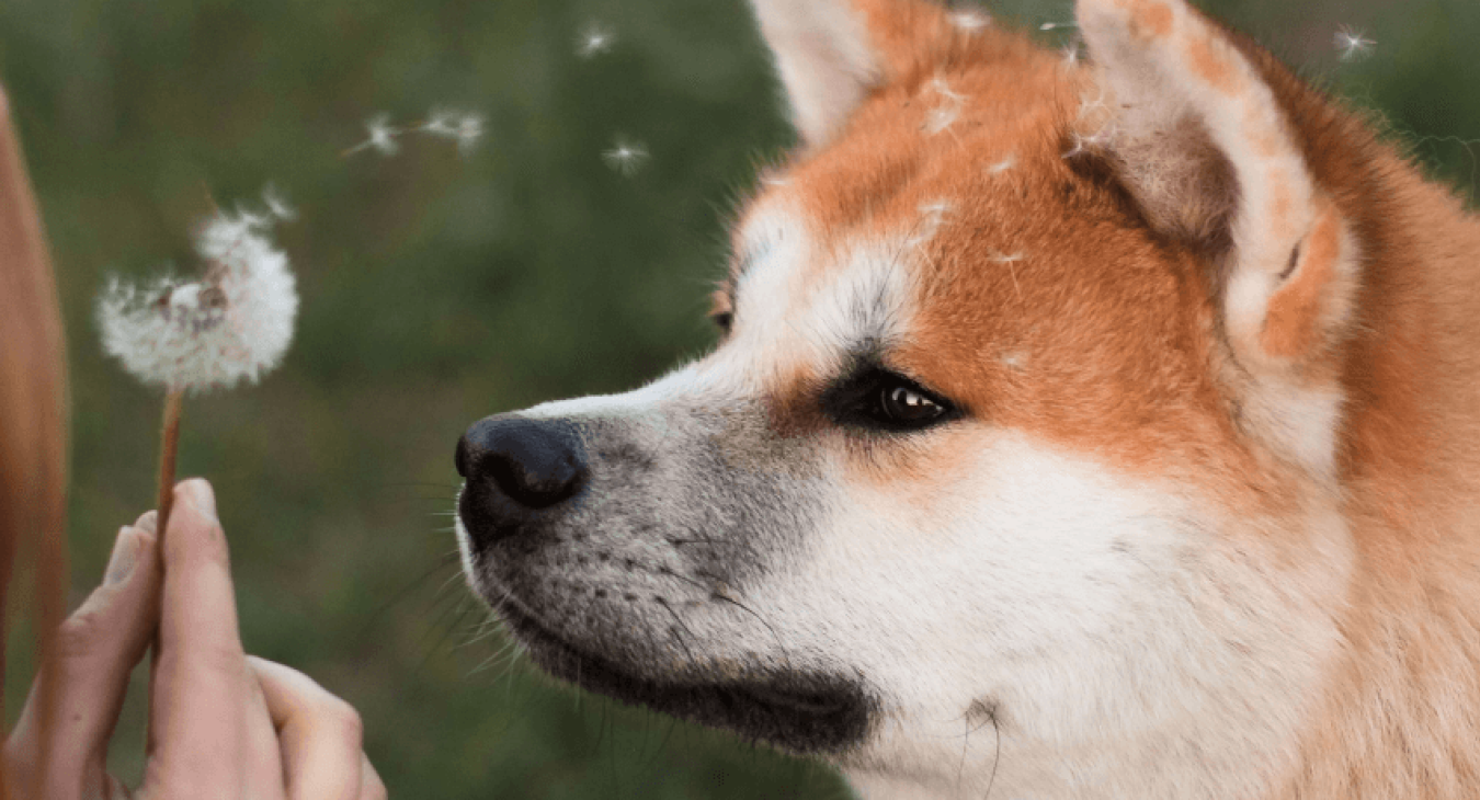 Tout connaître sur le Shiba-Inu