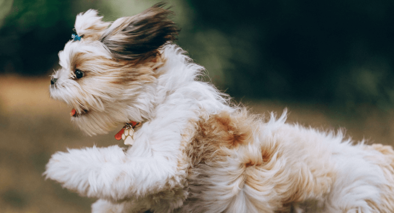 Le Shih-Tzu 