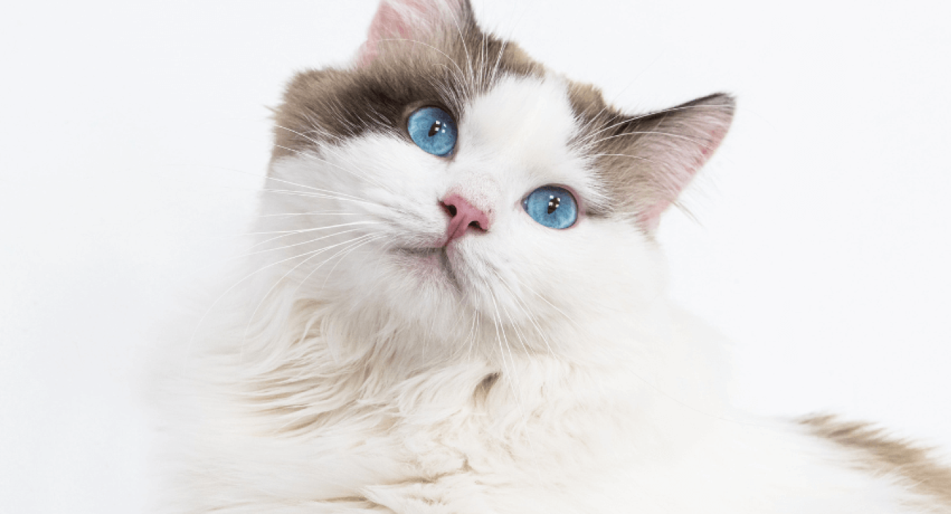 Les signes astrologiques du chat