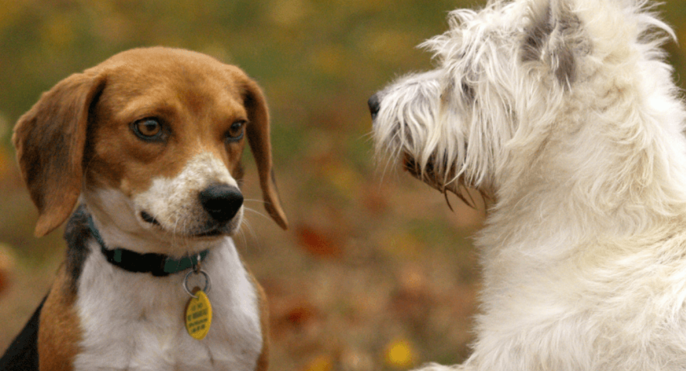 Comment sociabiliser un chien ?