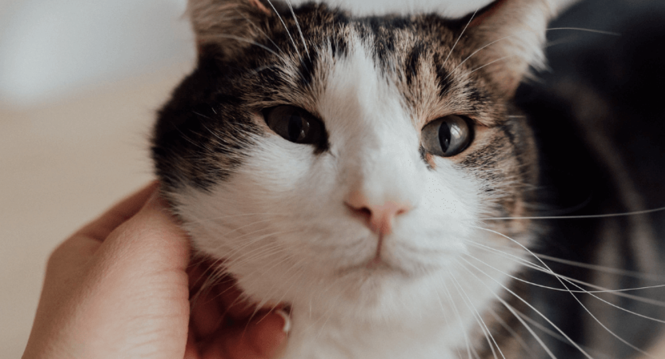 Le sida du chat (FIV)