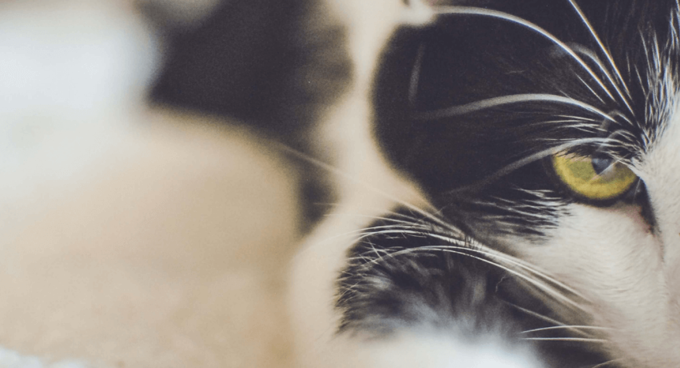 Soigner la gale de votre chat