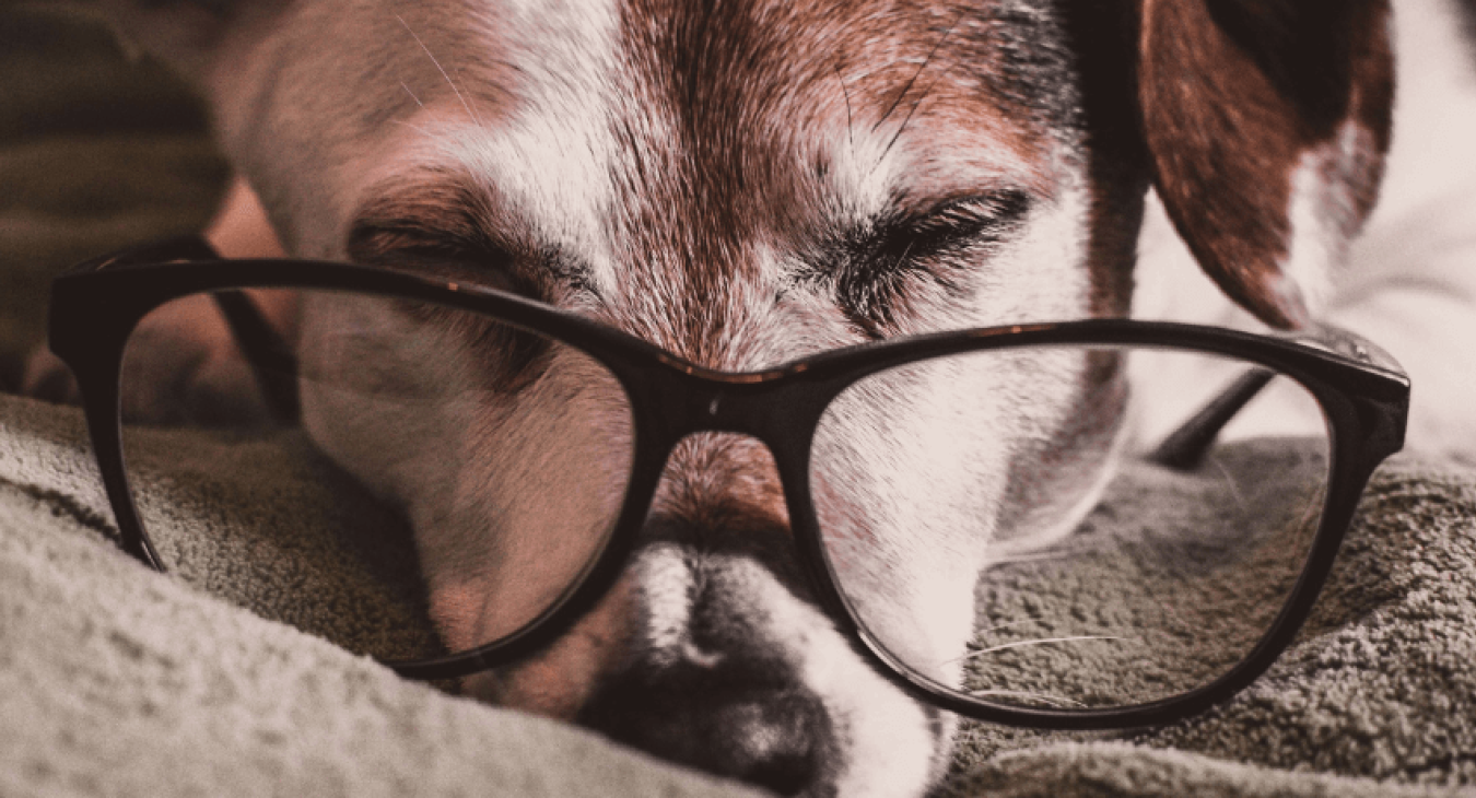 Prévenir les problèmes de santé et s'occuper au mieux d'un chien âgé