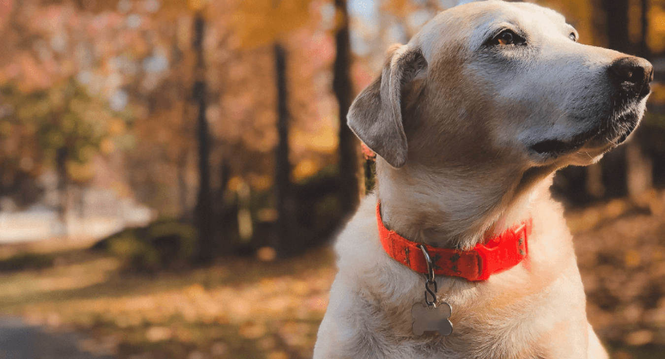 Le soin et l’entretien du chien
