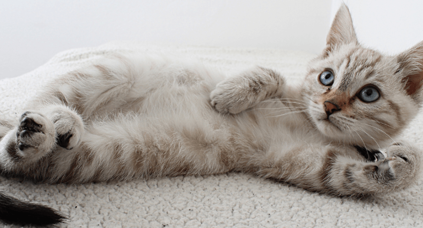 Prendre soin de son chat