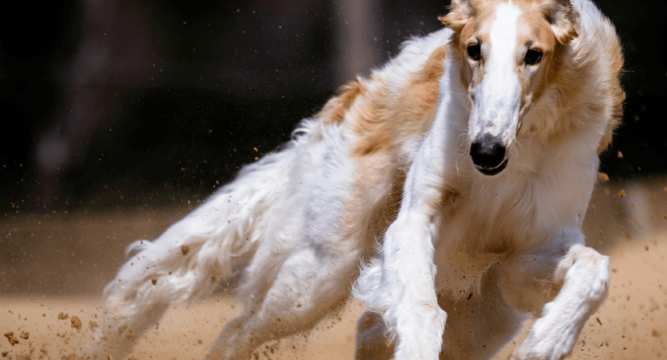 Sports canins : l'atout santé de votre animal