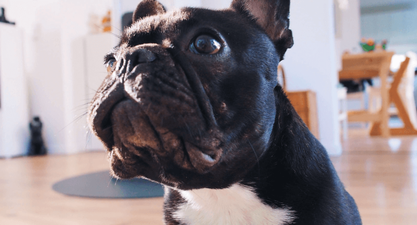 Faut-il faire stériliser sa chienne ?