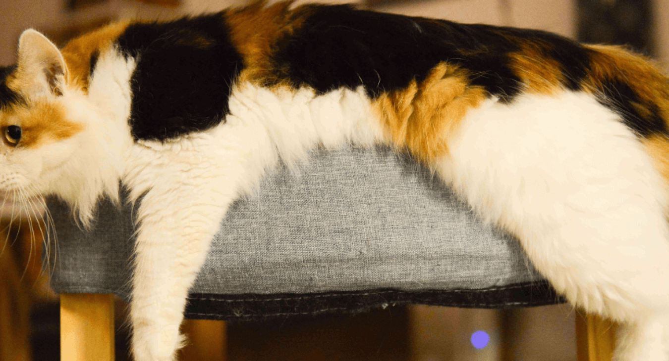 La stérilisation de la chatte : tout savoir
