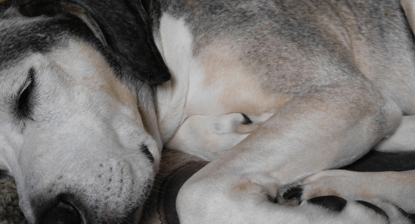Quels sont les conseils à suivre afin de choisir un tapis pour chien ?
