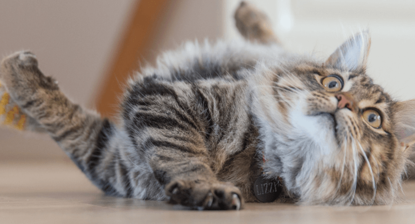 Soigner votre chat contre la teigne