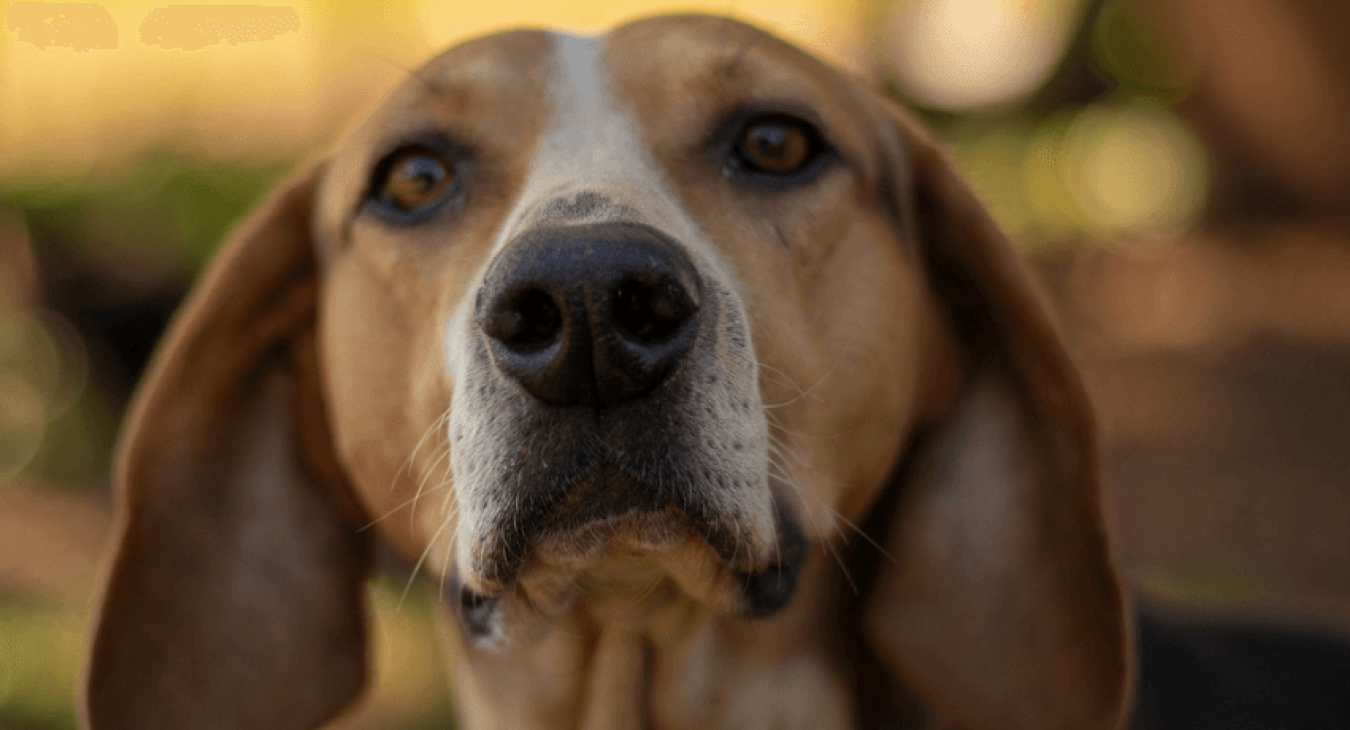 La teigne du chien