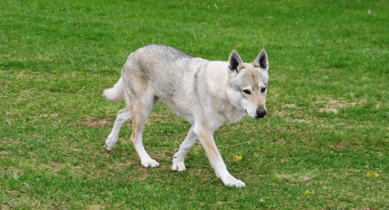 Chien-loup tchécoslovaque : un chien à l’apparence sauvage