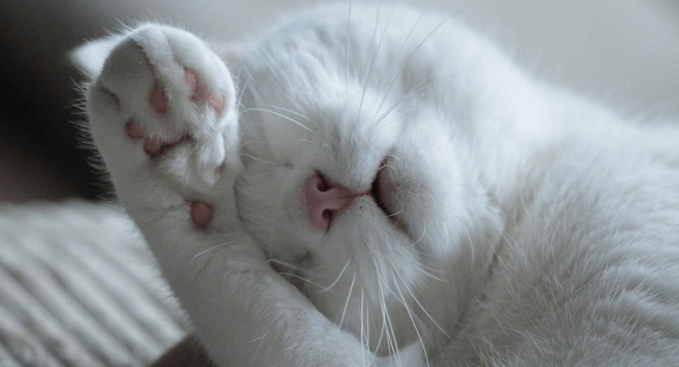 Les étapes à respecter pour bien toiletter son chat