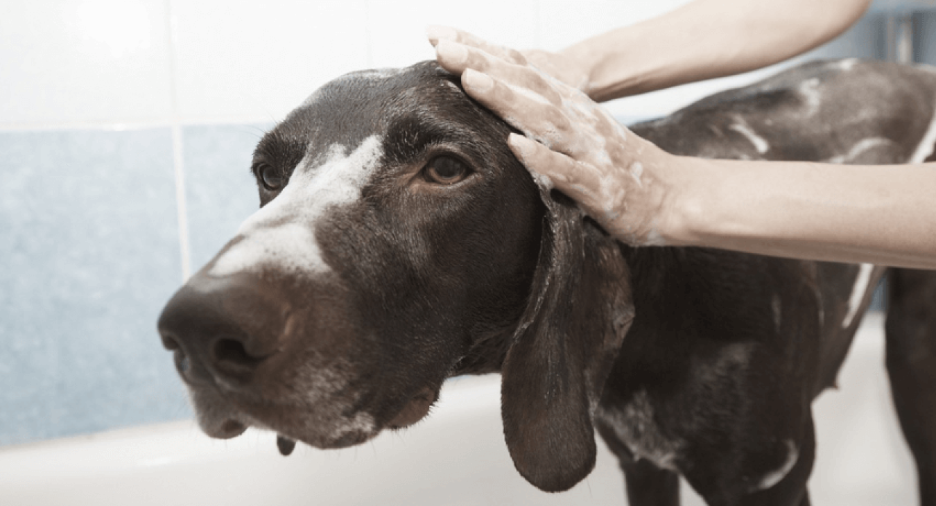 Quel est le meilleur shampoing bio pour un chien ?