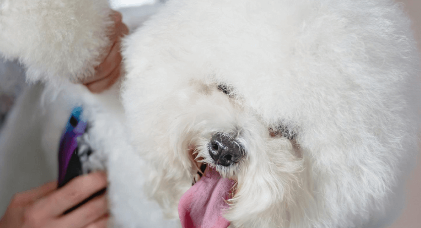 Quelles sont les informations à connaître pour tondre son chien ?