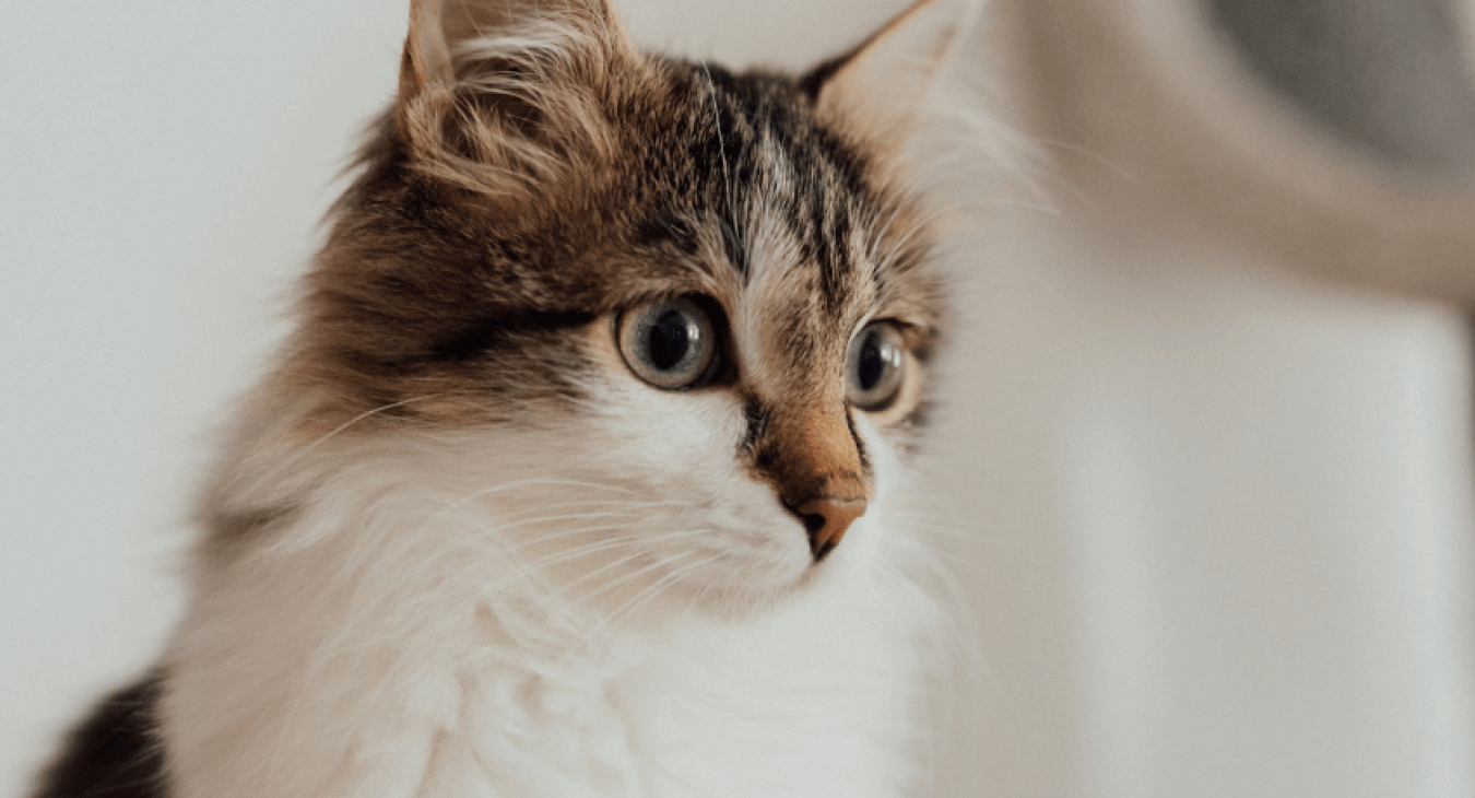 Garder son chat en bonne santé