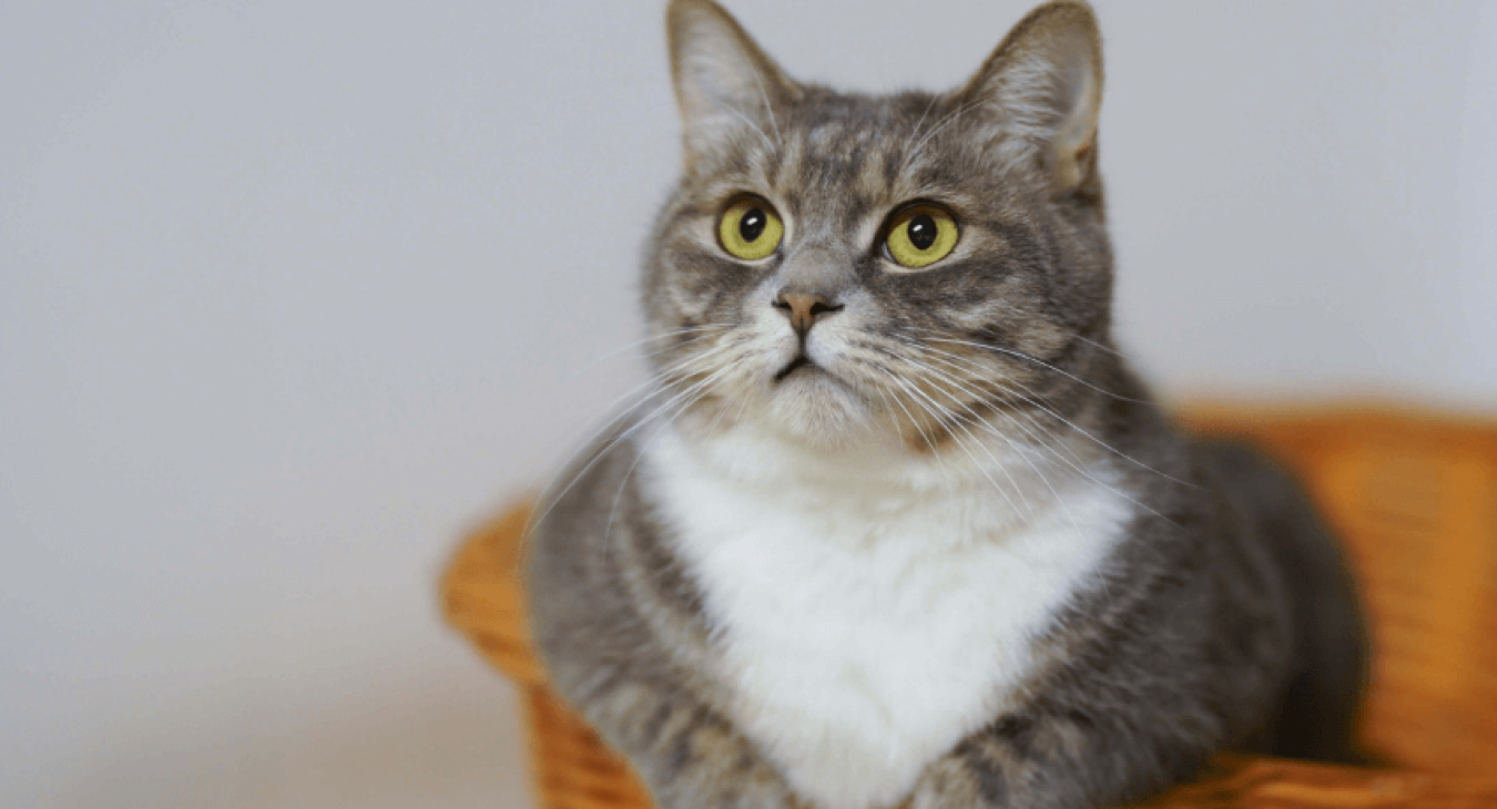 Quels sont les dangers de la toxoplasmose chez le chat ?