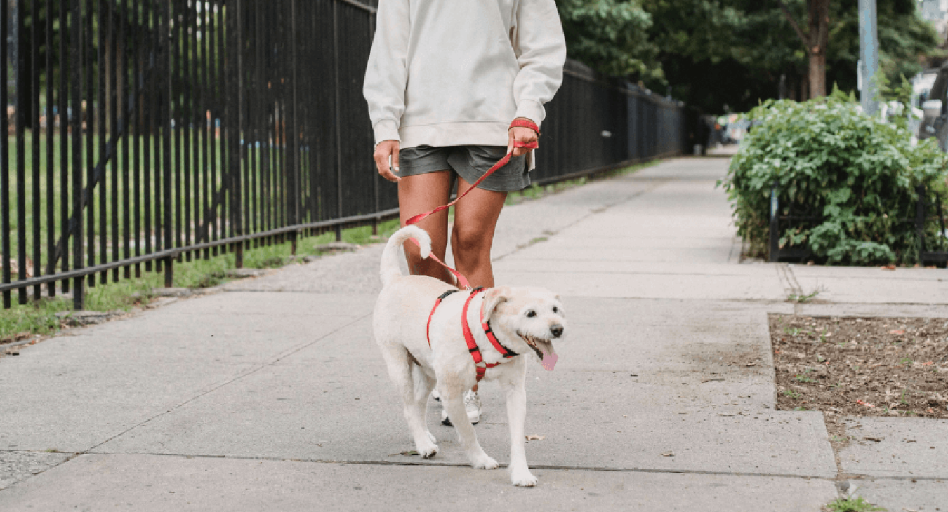 Les différents troubles urinaires chez le chien