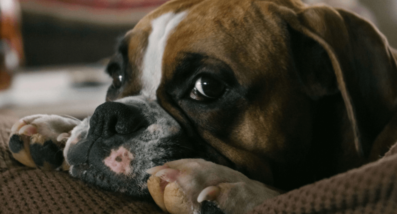 Comment bien agir face aux tumeurs du chien ?