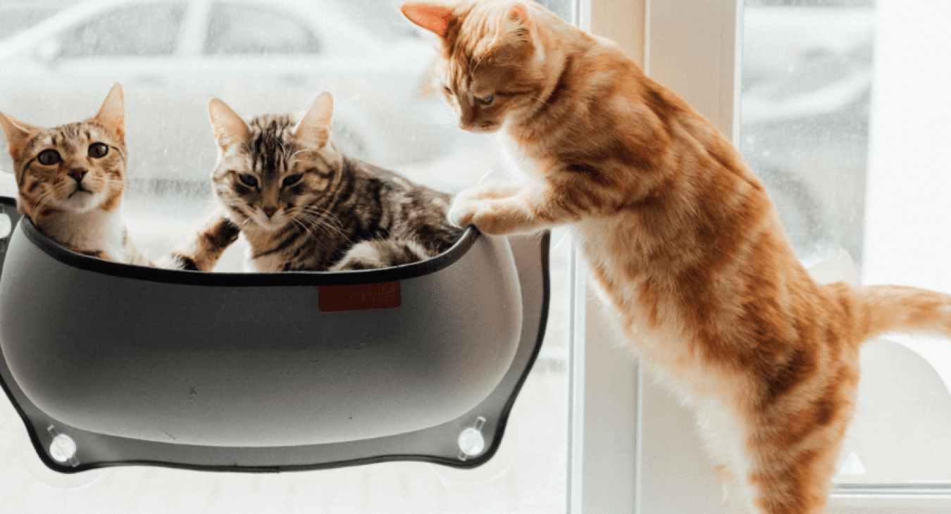 Les différentes types et catégories de chats