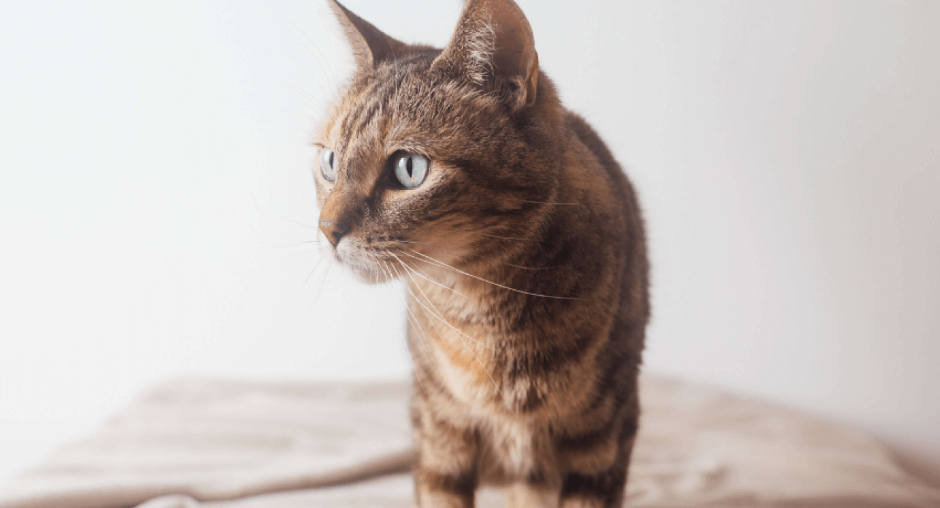 Comment savoir si mon chat a le Typhus ?