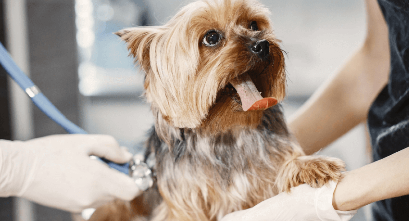 Tout savoir sur le typhus du chienTout savoir sur le typhus du chien