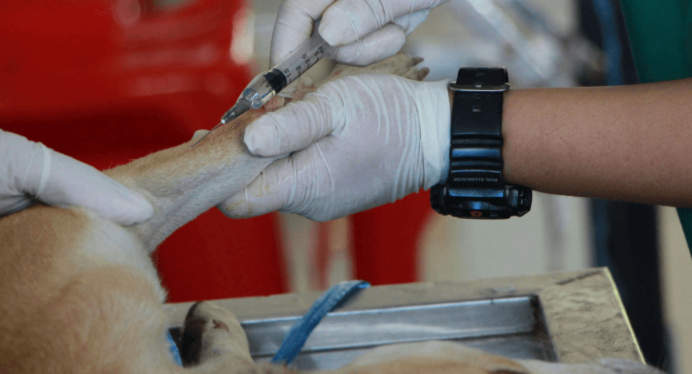 Les vaccins pour chien : prendre soin de sa santé